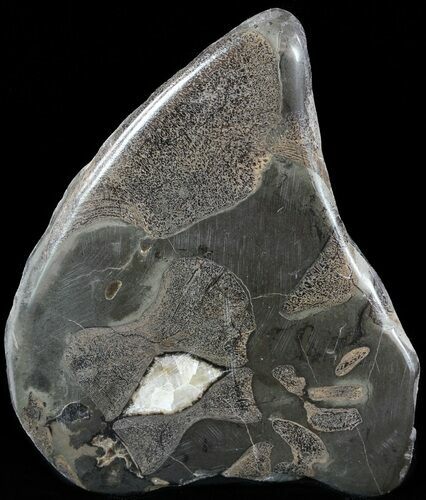 Jurassic Marine Reptile Bone In Cross-Section - Whitby, England #49166